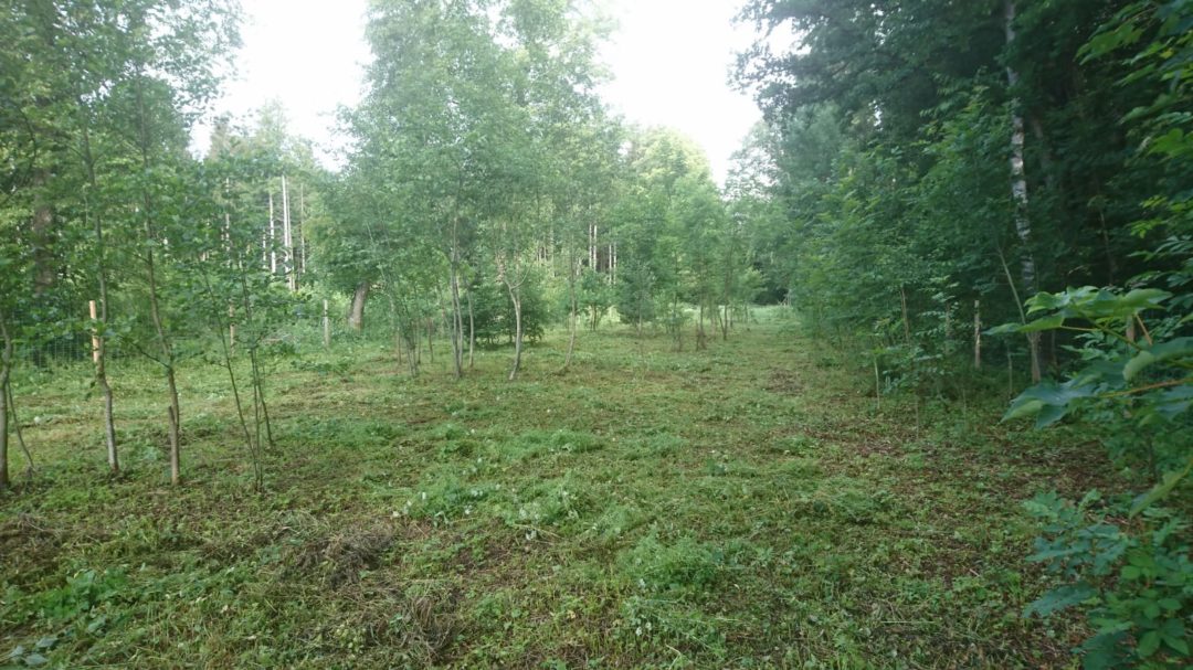 Eggersberger Forstbetrieb Fischbachau Pflanzung